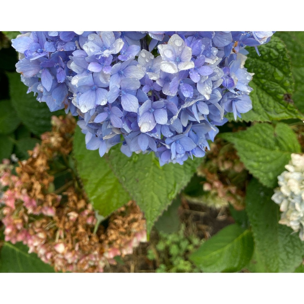 Meet your Posher, Rua